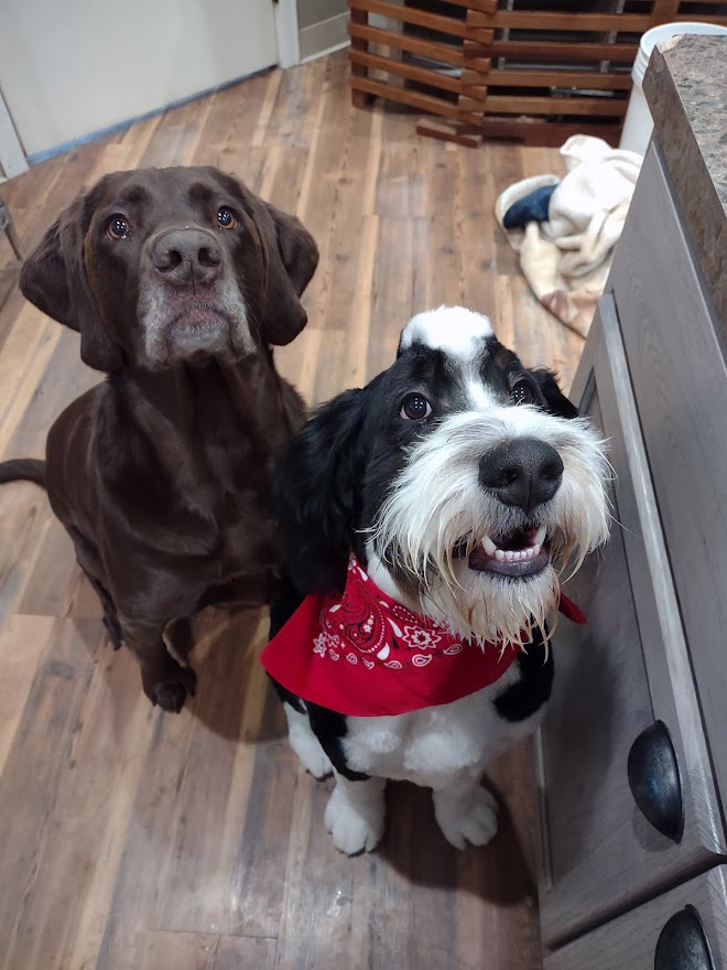 Two Dogs Looking Up; Dog with Mohawk