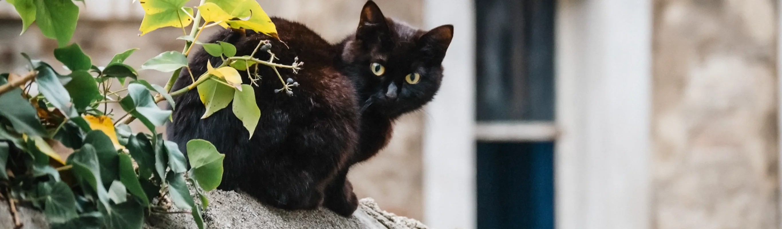 Black cat sitting on a rock