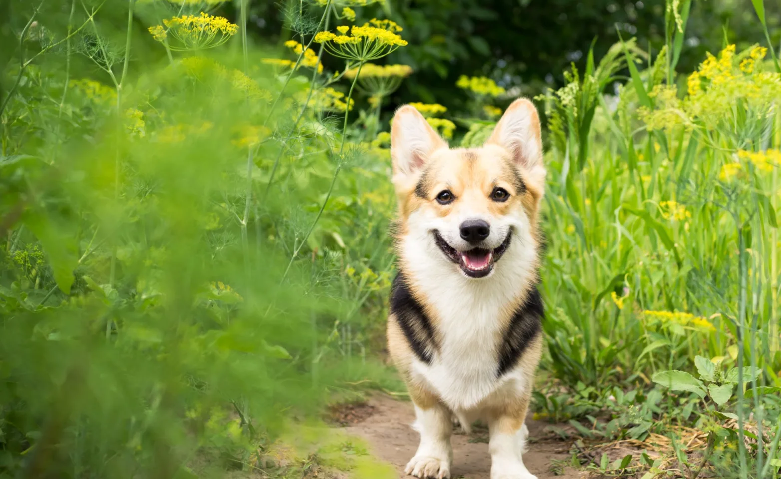 A corgi on a hiking path A corgi on a hiking path