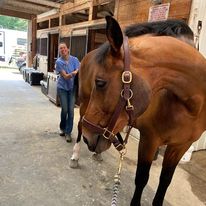 A doctor and a horse