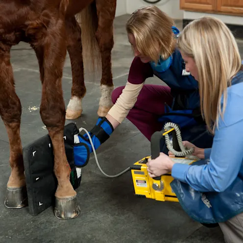 Brown Horse getting imaging Brown Horse getting imaging