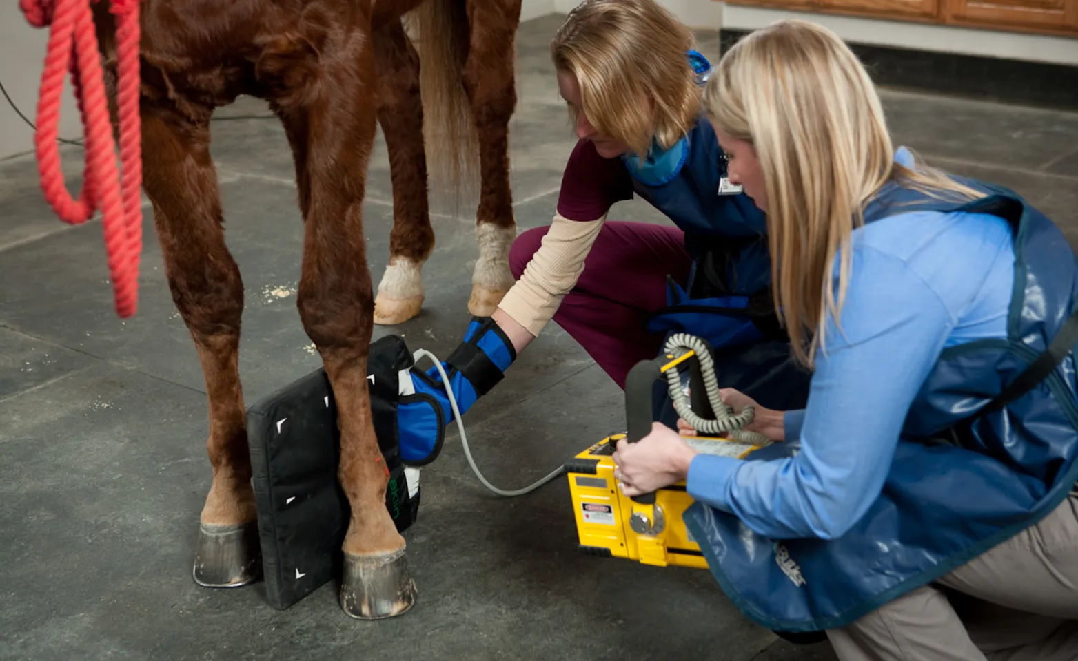 Brown Horse getting imaging 