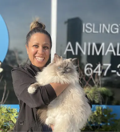 A beige, long haired cat with ocean blue eyes. The cat is laying on a blanket. A beige, long haired cat with ocean blue eyes. The cat is laying on a blanket.