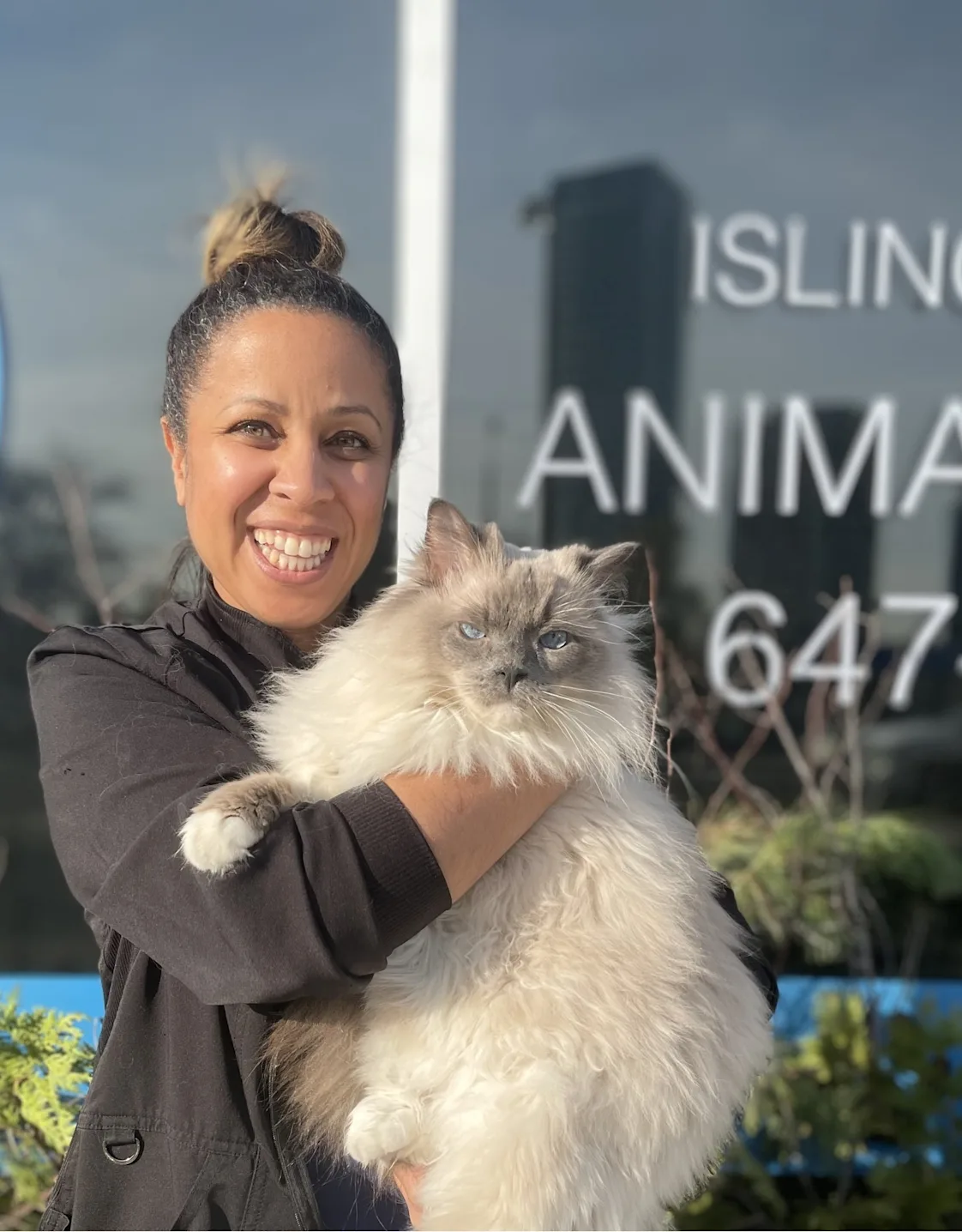 A beige, long haired cat with ocean blue eyes. The cat is laying on a blanket. A beige, long haired cat with ocean blue eyes. The cat is laying on a blanket.