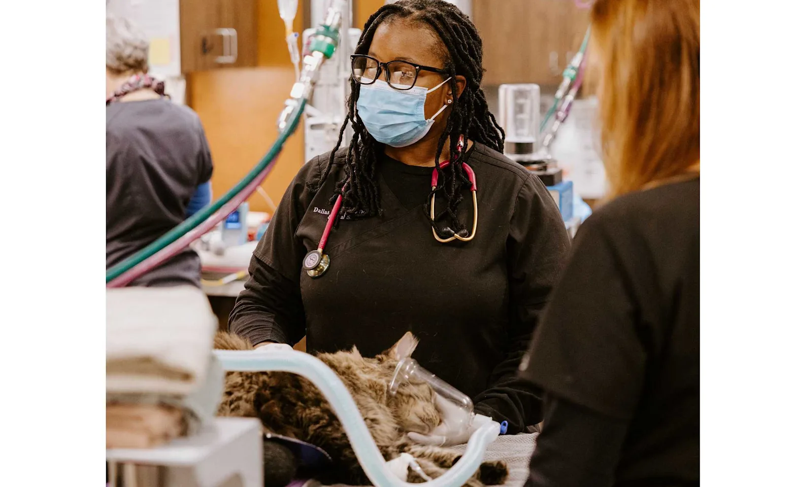 Vet working on a patient. Vet working on a patient.