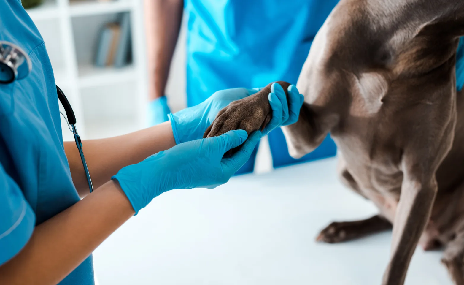 Veterinarians examining a dog's paw