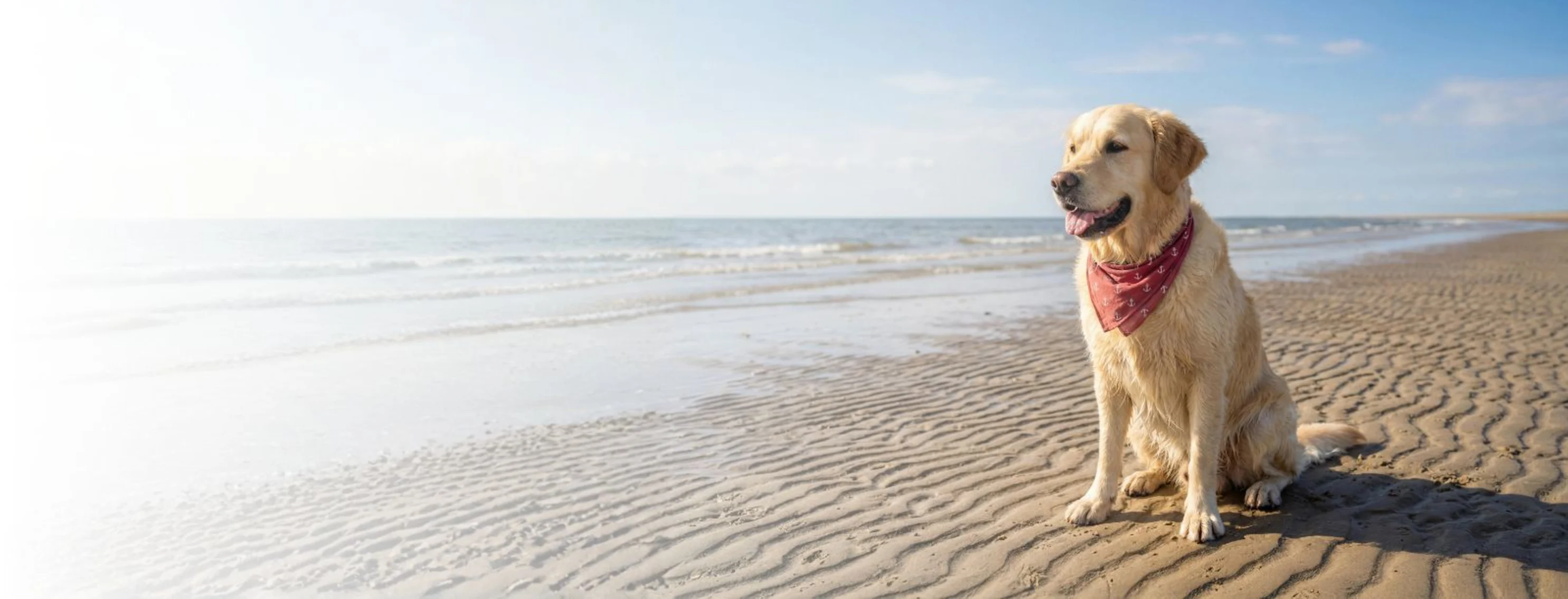 Dog with Red Bandana Sitting at the Beach Dog with Red Bandana Sitting at the Beach