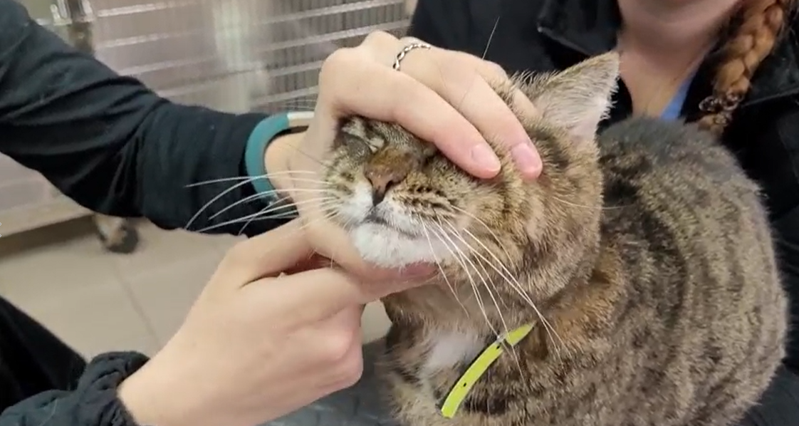 How to Pill Your Cat with Chatham-Kent Veterinary Hospitals