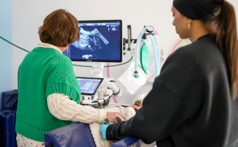 Two staff members performing an ultrasound on a patient