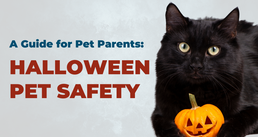 Black cat with a pumpkin