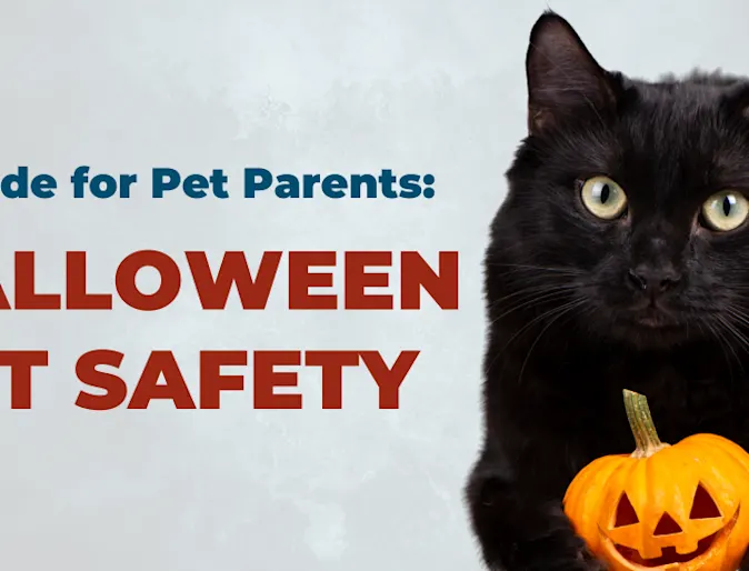 Black cat with a pumpkin Black cat with a pumpkin