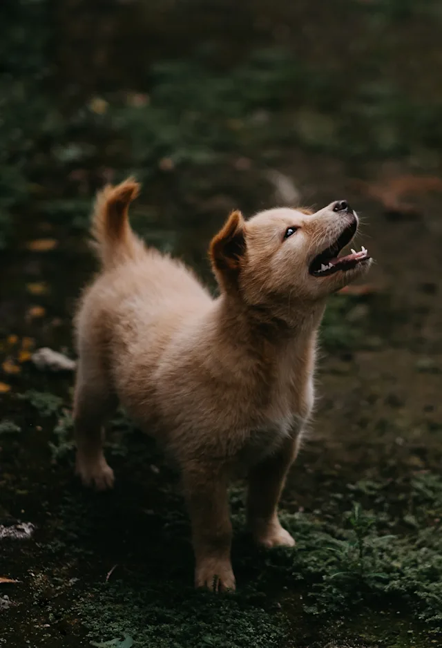 Puppy in a forest looking up and smiling. Puppy in a forest looking up and smiling.