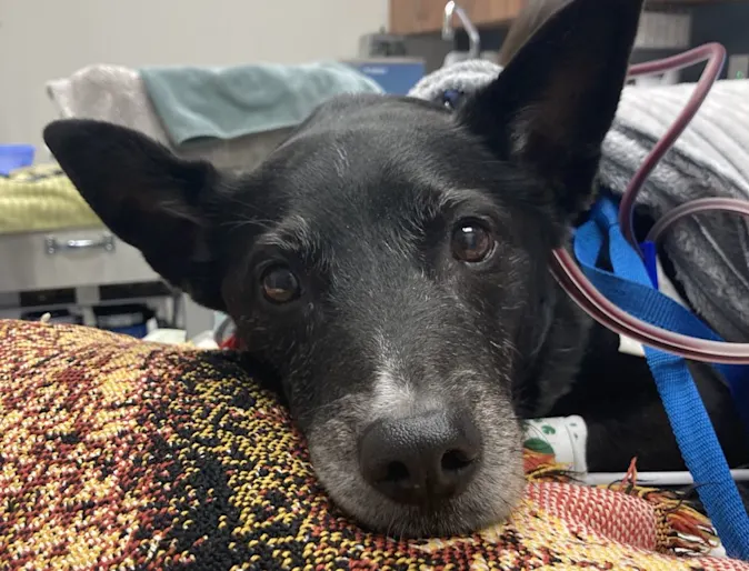 Wasabi close up Wasabi close up