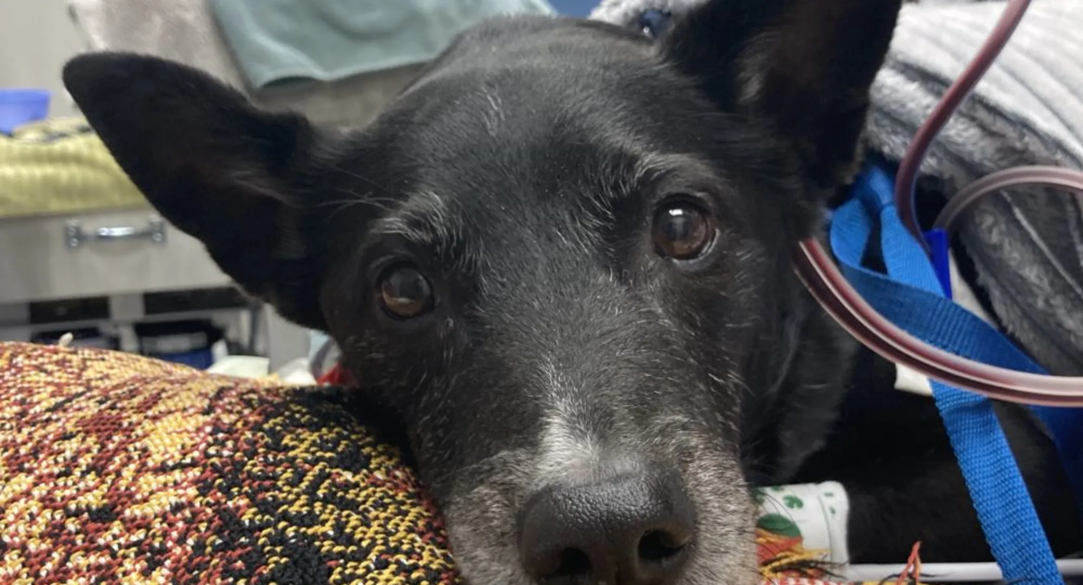 Wasabi close up Wasabi close up