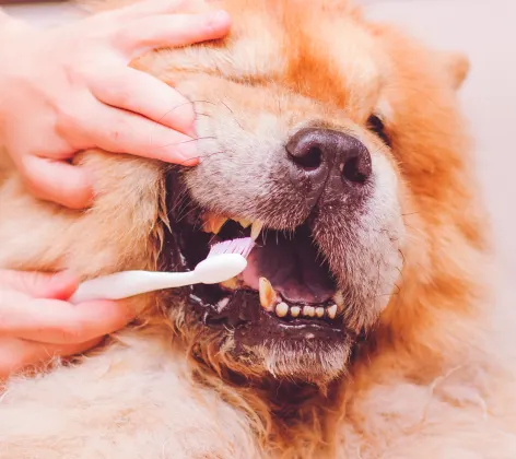 Dog getting teeth brushed