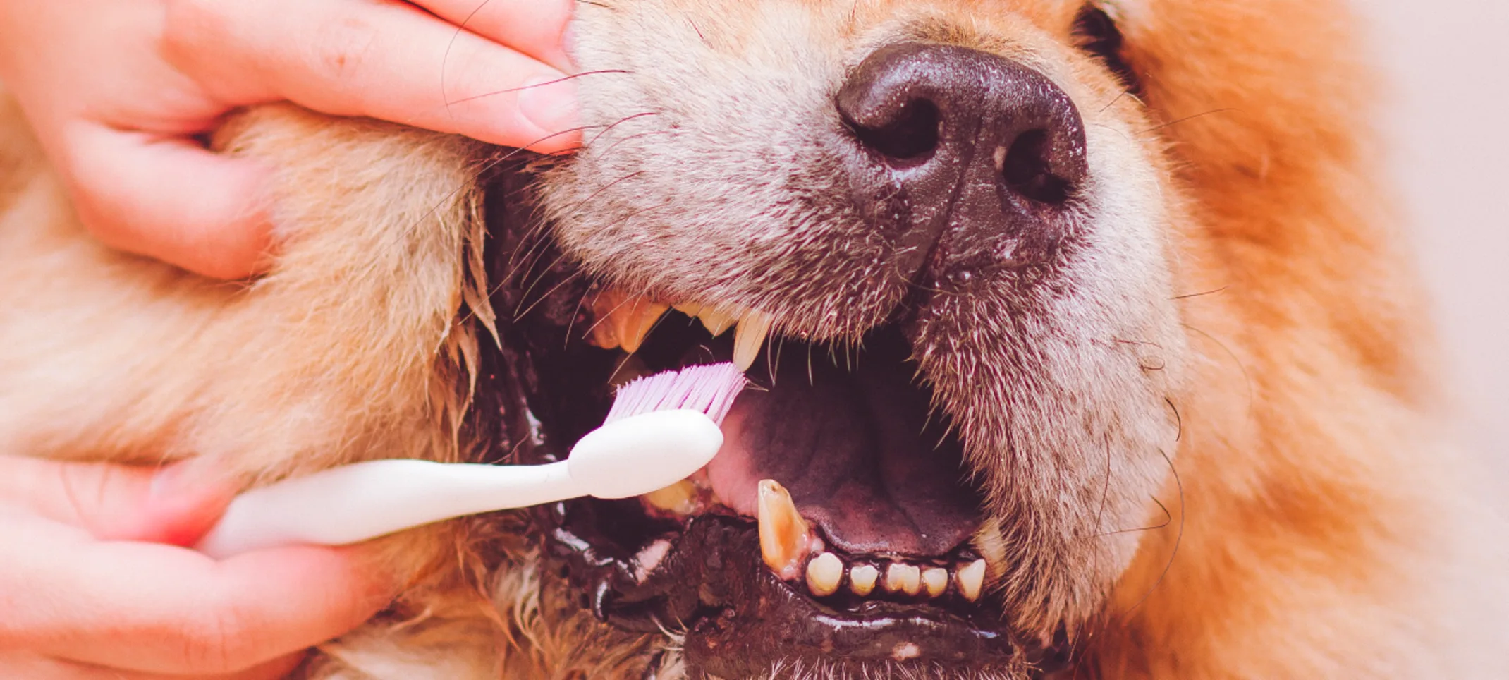 Dog getting teeth brushed