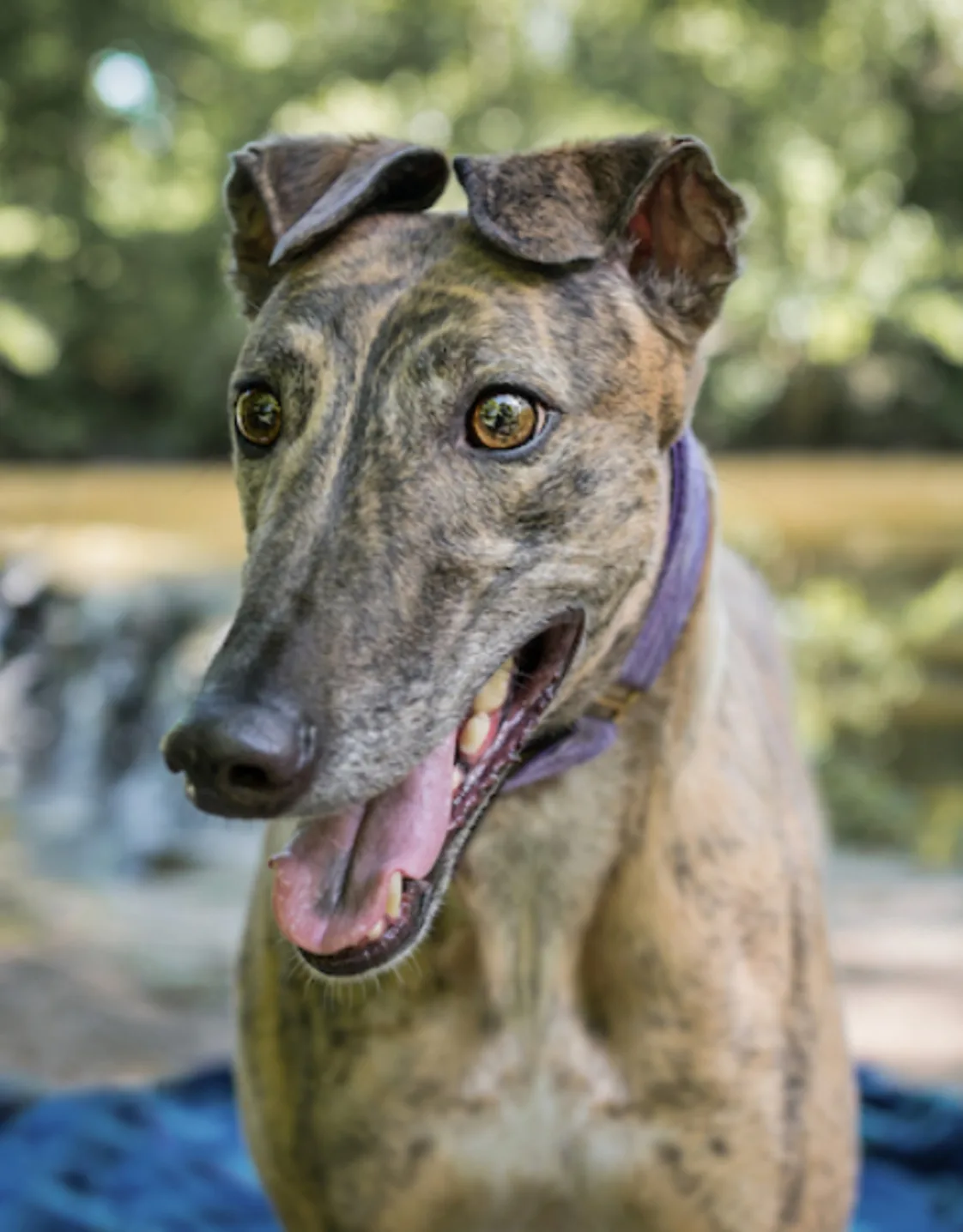 PJ’s Stella PJ’s Stella