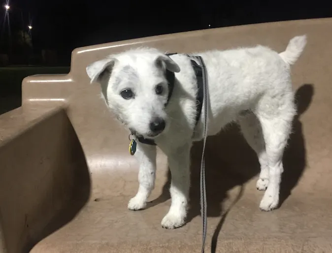 Ruby the dog standing on a bench Ruby the dog standing on a bench