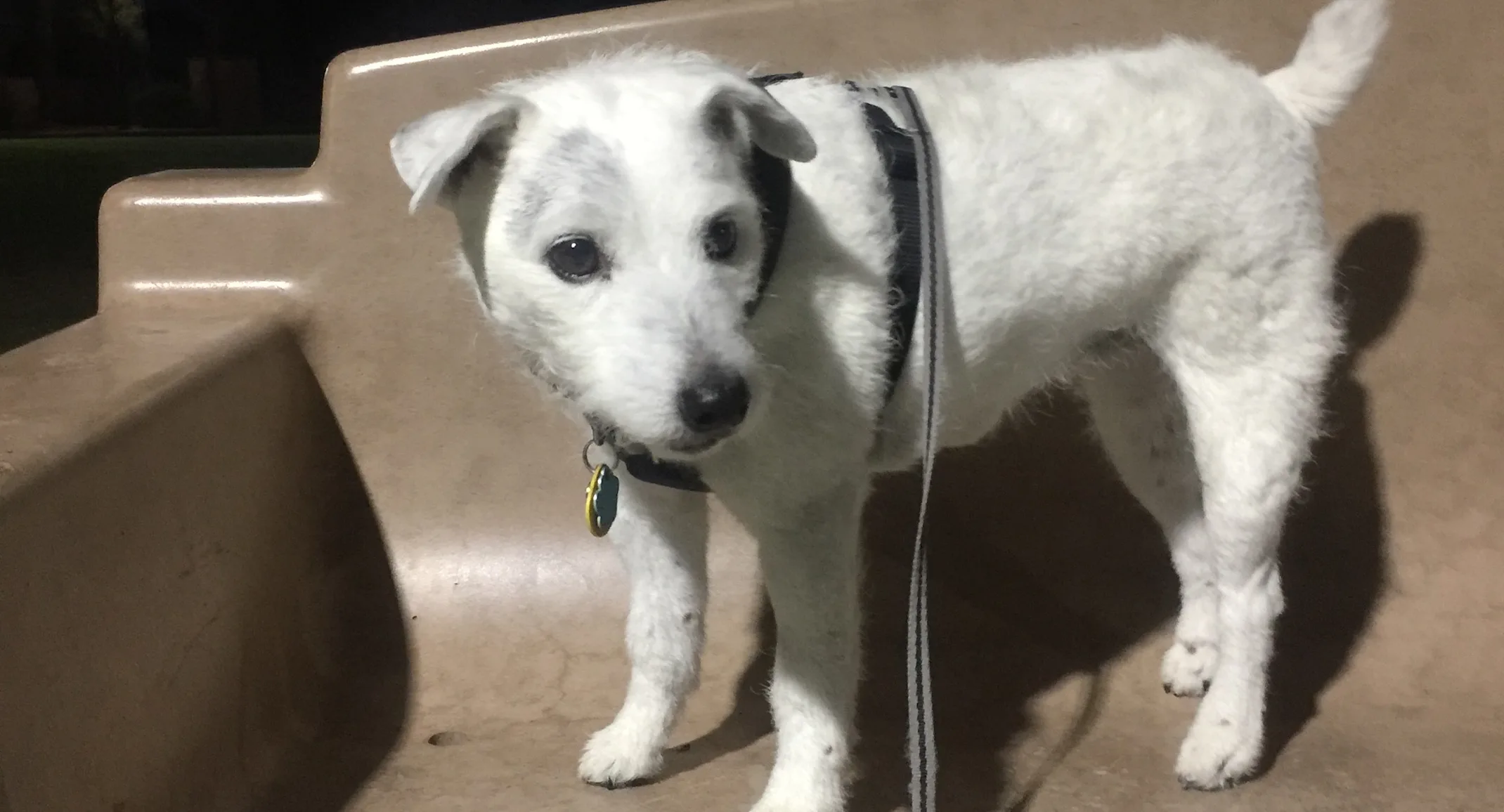 Ruby the dog standing on a bench Ruby the dog standing on a bench