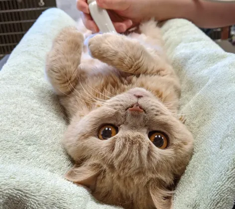 Cat receiving a diagnostic ultrasound at Carnegie Cat Clinic