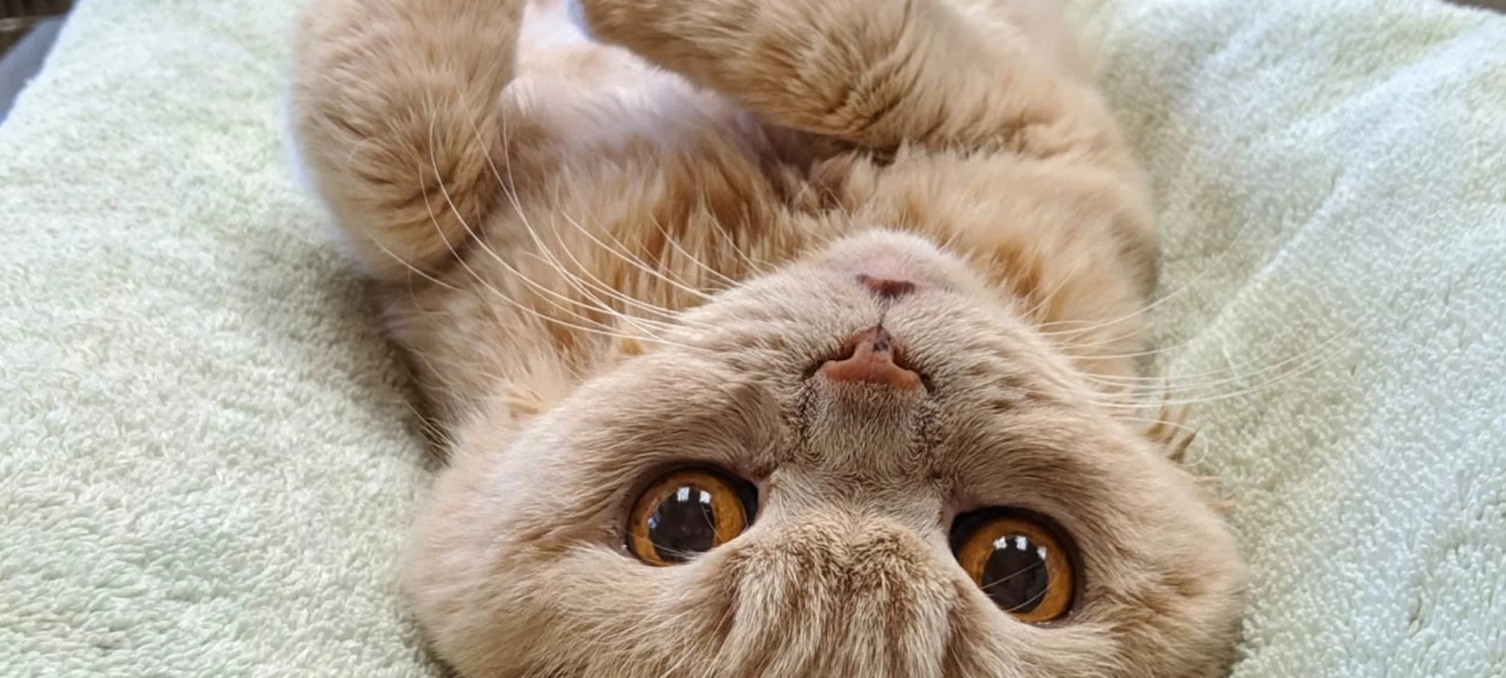 Cat receiving a diagnostic ultrasound at Carnegie Cat Clinic Cat receiving a diagnostic ultrasound at Carnegie Cat Clinic