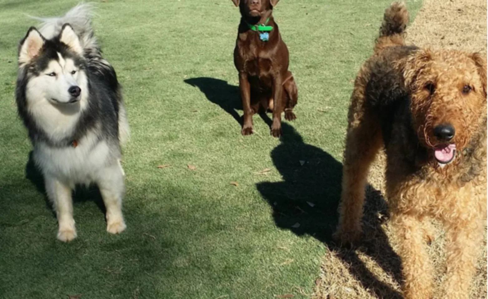 Dogs playing Dogs playing