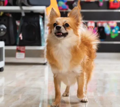 Small dog walking inside a store smiling up at the camera