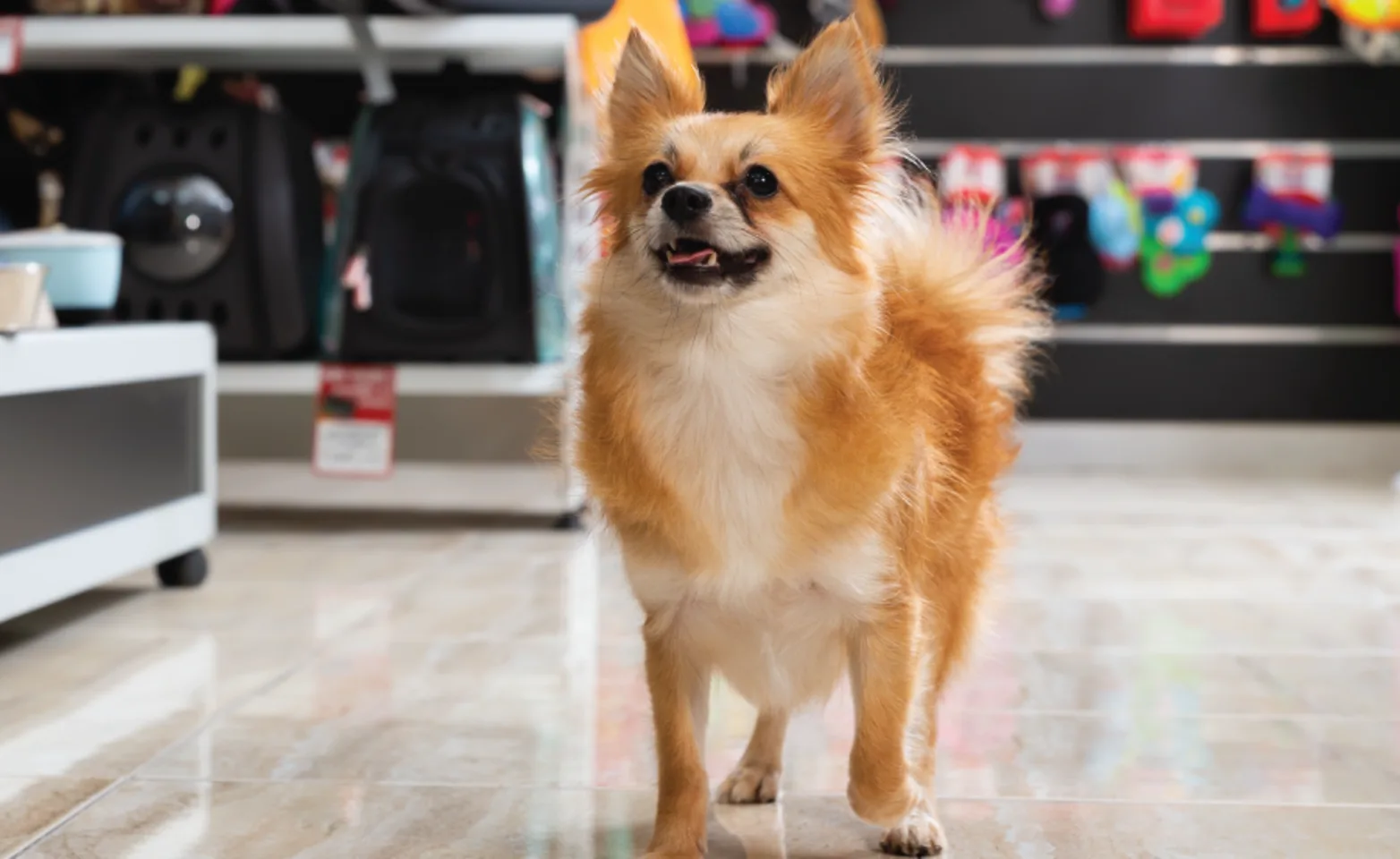 Small dog walking inside a store smiling up at the camera