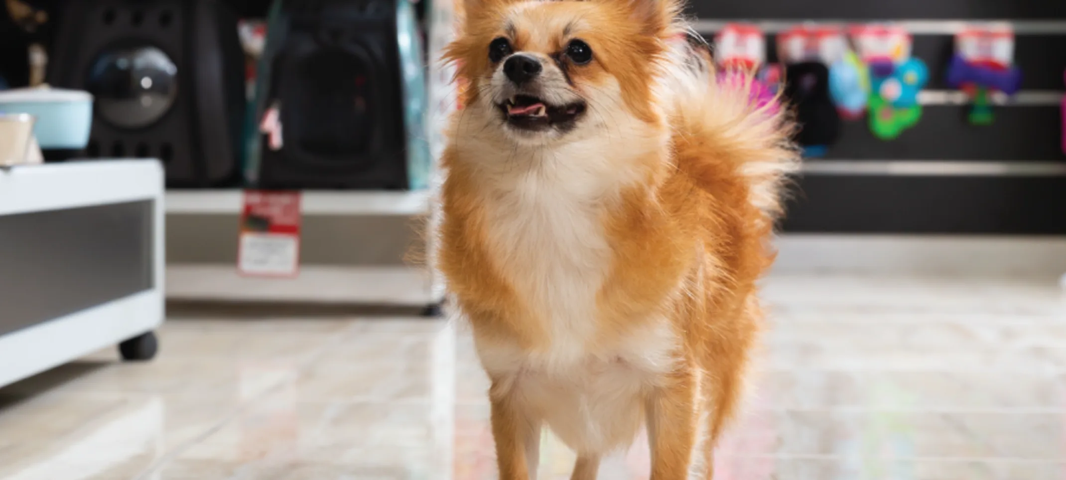 Small dog walking inside a store smiling up at the camera