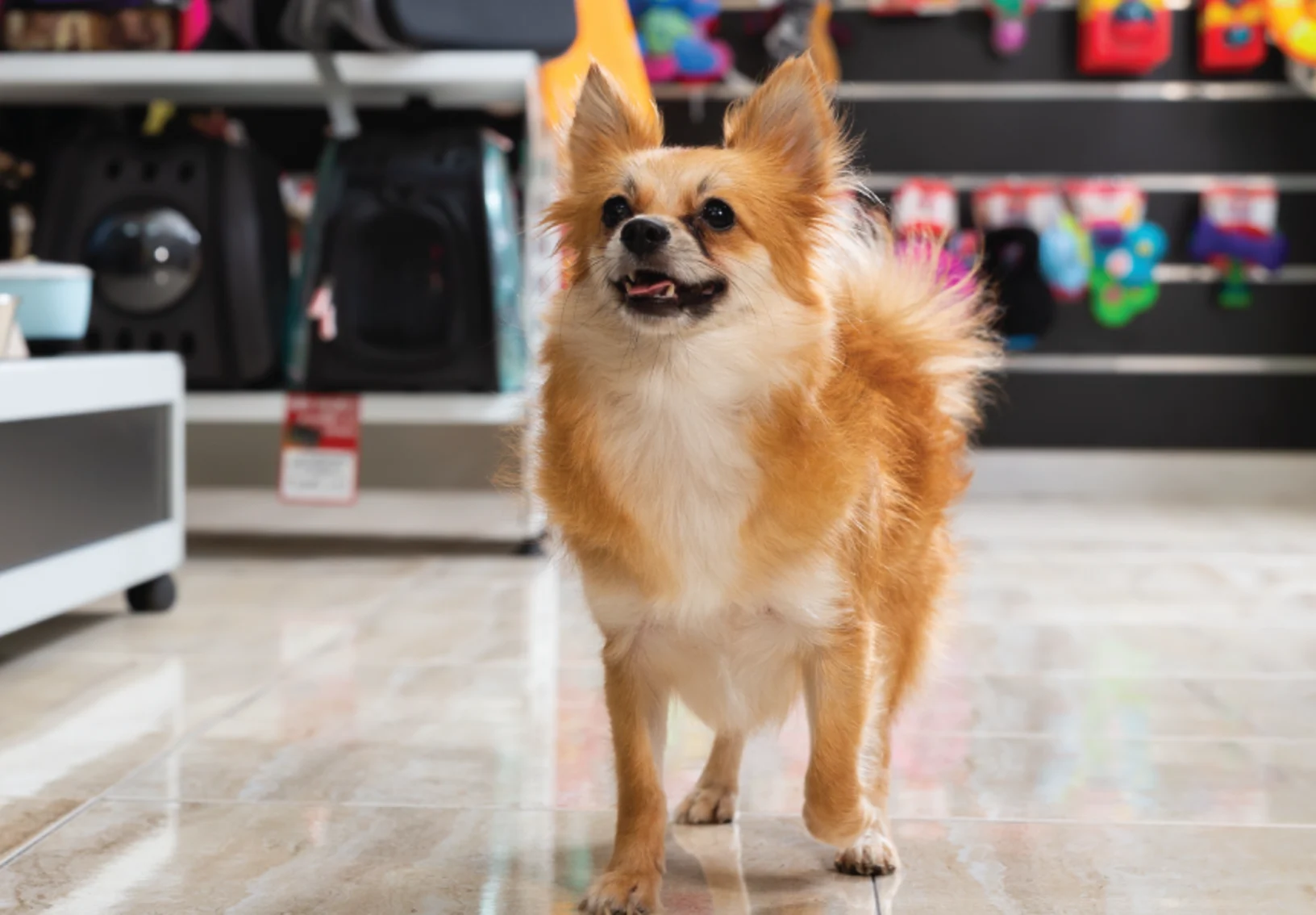 Small dog walking inside a store smiling up at the camera