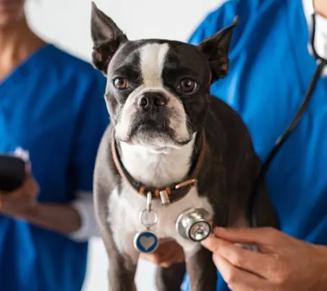 Dog having its heartbeat checked with a doctor and stethoscope