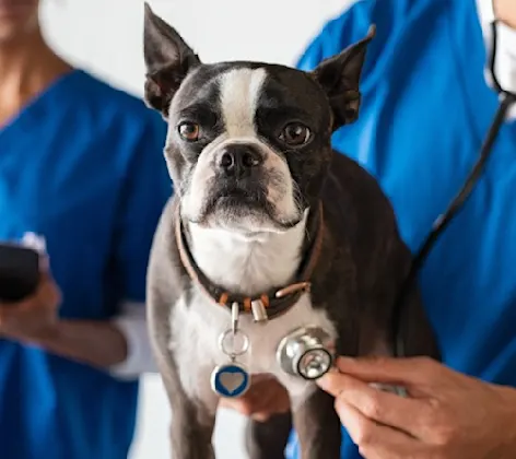 Dog having its heartbeat checked with a doctor and stethoscope Dog having its heartbeat checked with a doctor and stethoscope