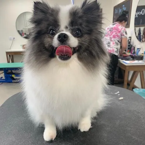 Small dog smiling on table Small dog smiling on table