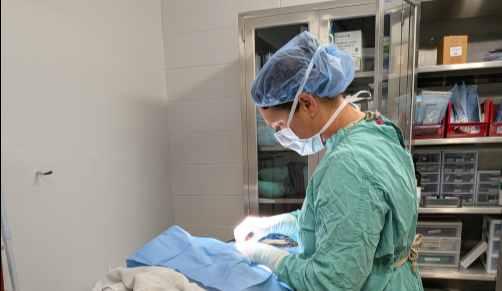 Veterinarian performing soft tissue surgery