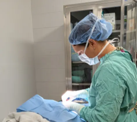 Veterinarian performing soft tissue surgery Veterinarian performing soft tissue surgery