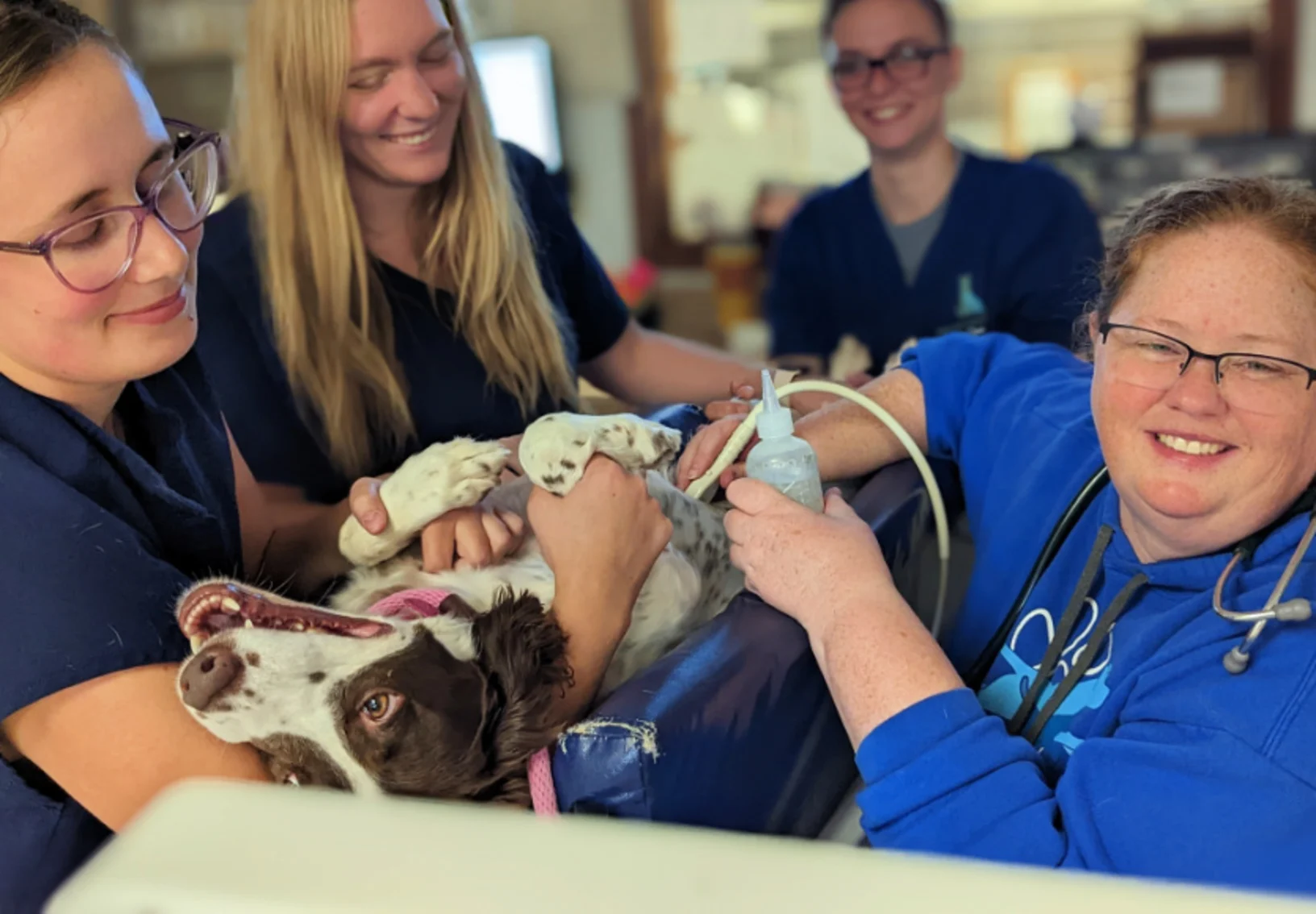 Dog receiving ultrasound Dog receiving ultrasound
