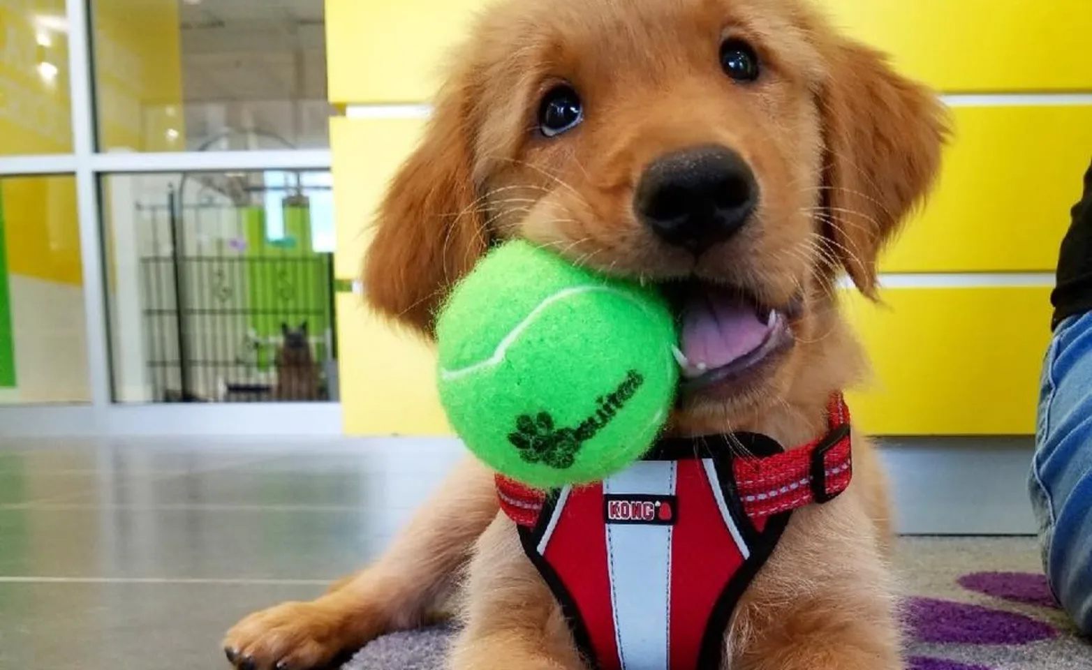 Puppy Preschool