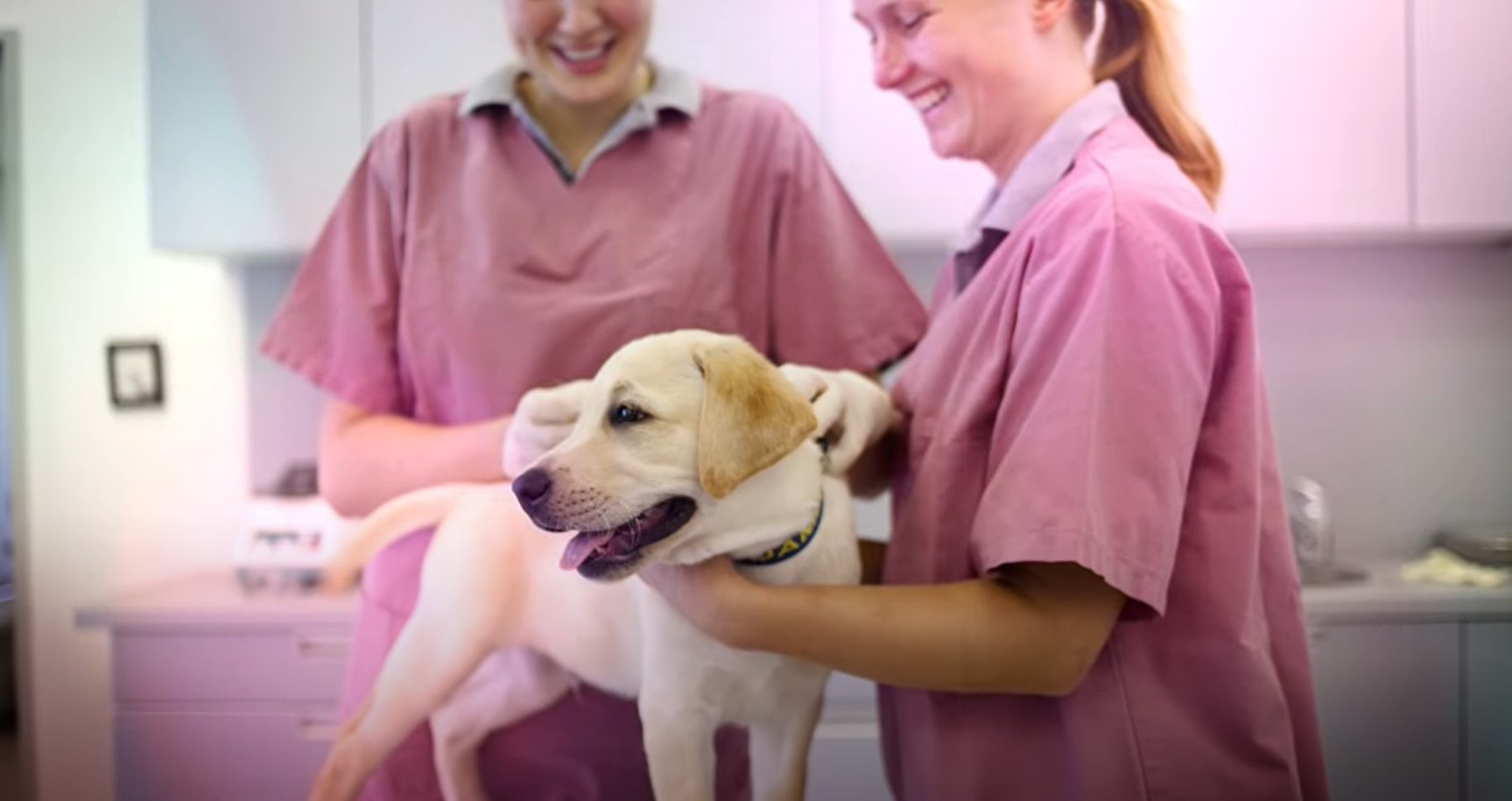 AAHA Accreditation video at Blue Cross Animal Hospital