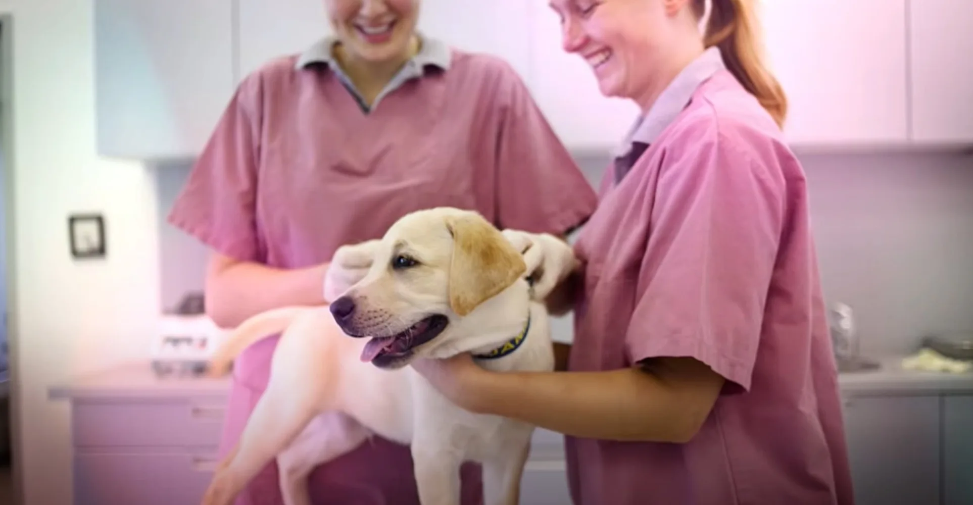 AAHA Accreditation video at Blue Cross Animal Hospital