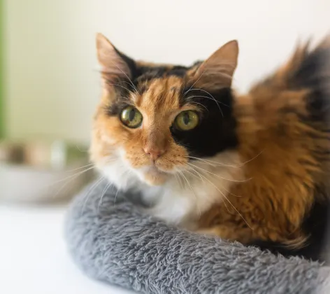 Cat laying in bed 