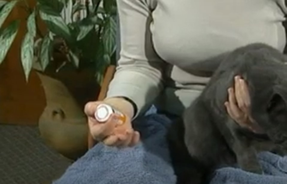 A person giving a cat a pill