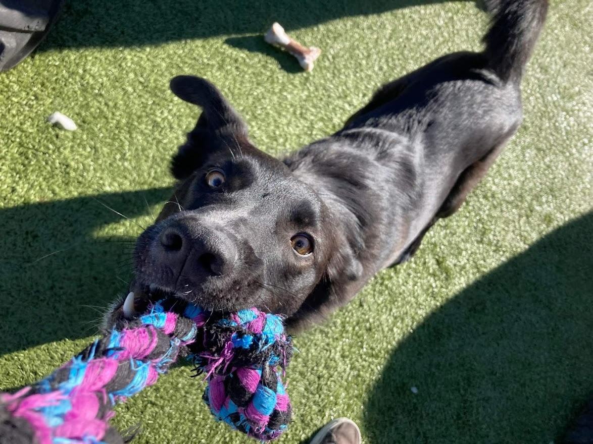 Black Dog Playing with Rope Toy
