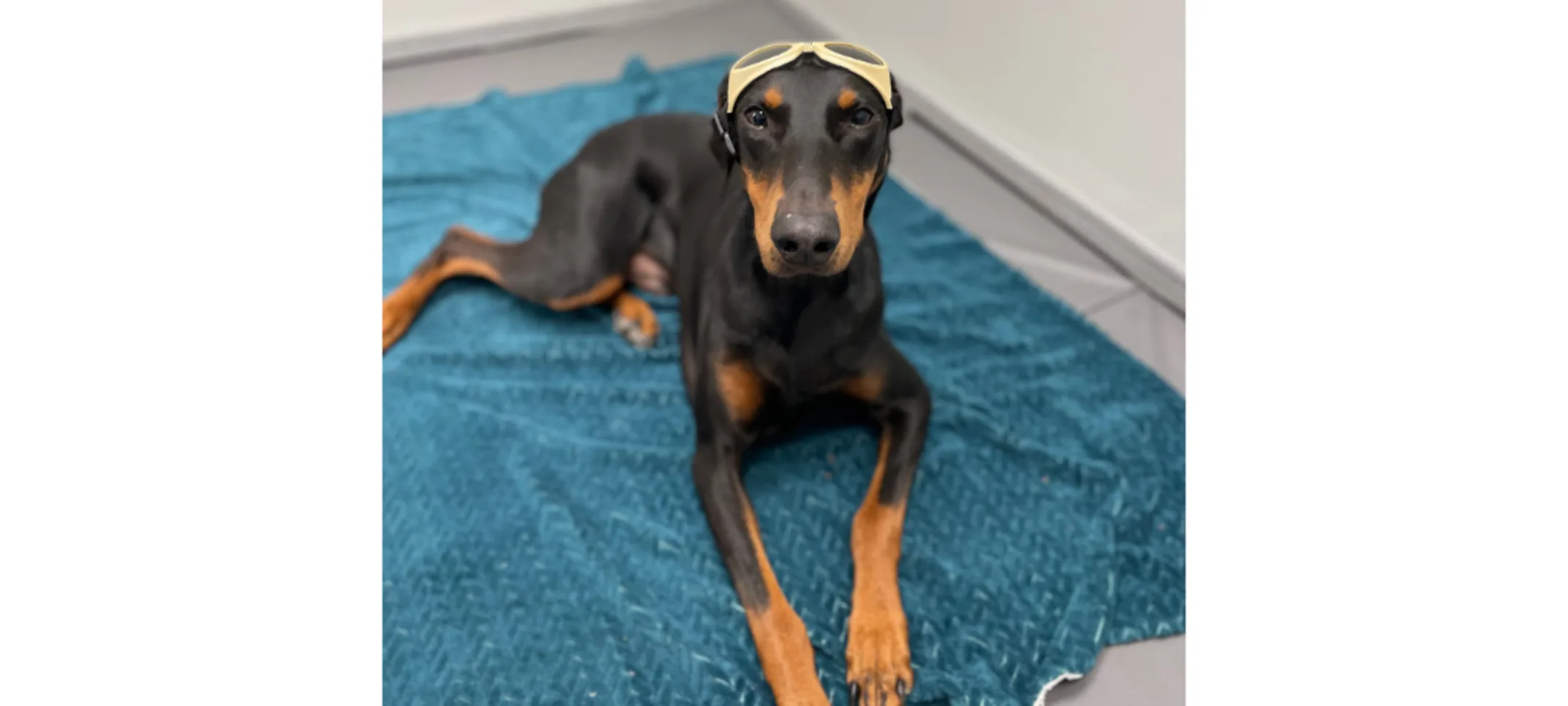 Dog Wearing Goggles Dog Wearing Goggles