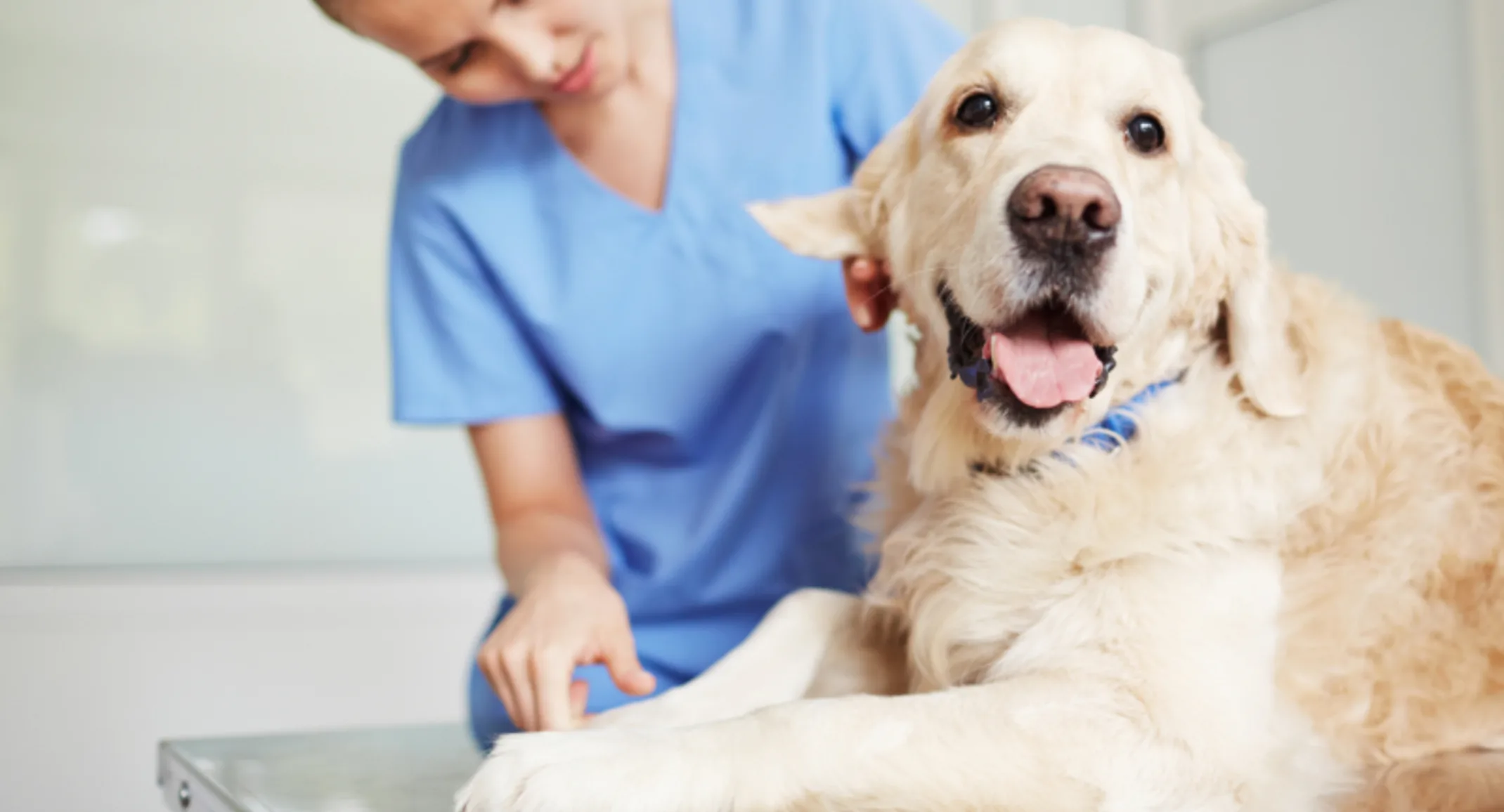 Dog Being Examined by a Veterinarian Dog Being Examined by a Veterinarian