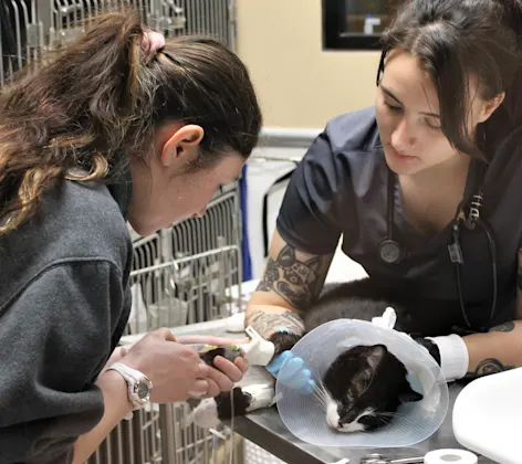 Vets performing surgical operation Vets performing surgical operation