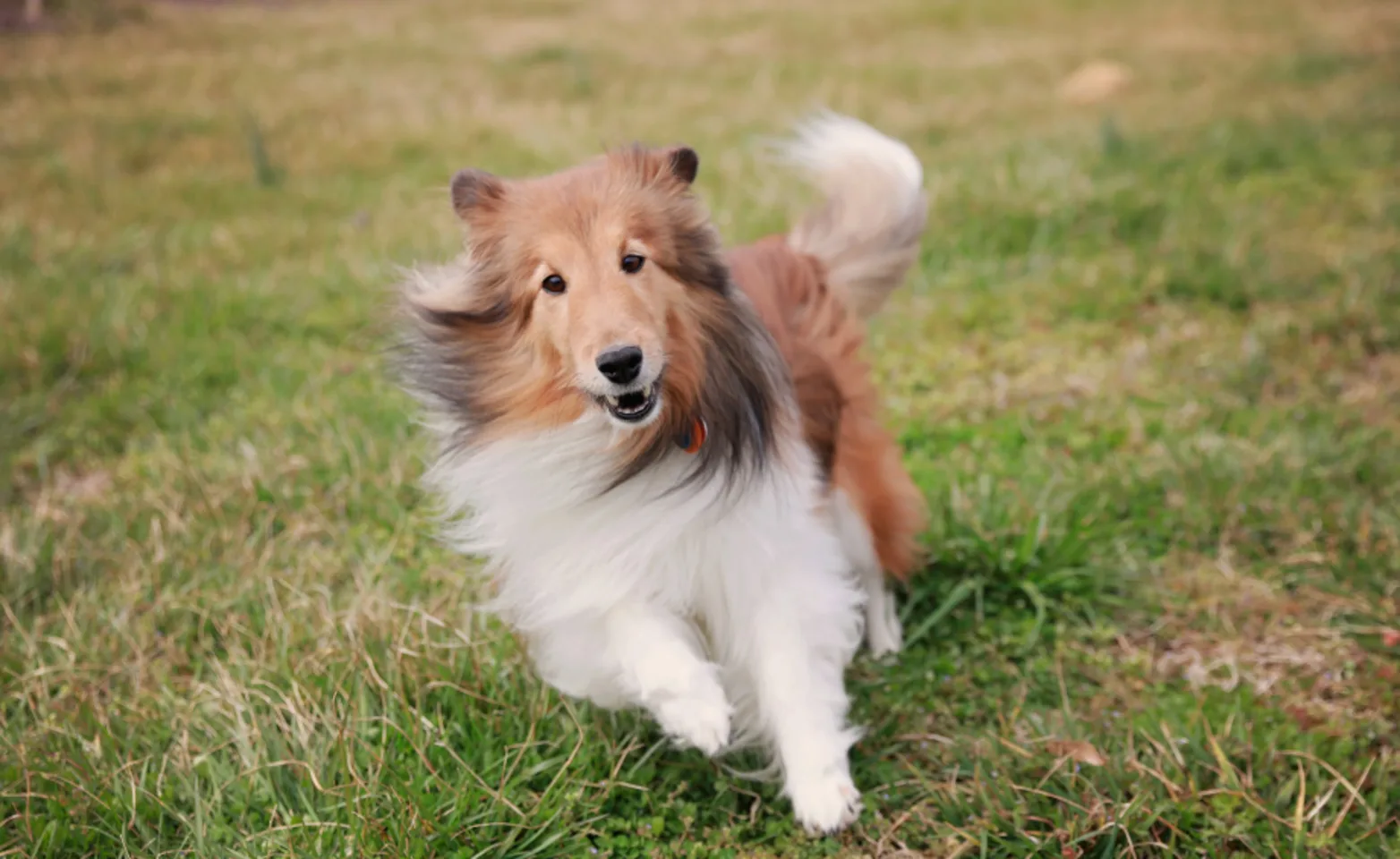 Dog running in grass at Ferry Farm Animal Clinic Dog running in grass at Ferry Farm Animal Clinic