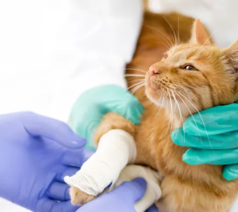 An orange cat being treated for a leg injury