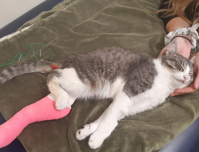 Staff Holding Gray & White Cat with Cast at Veterinary Emergency and Referral Center (VERC) Staff Holding Gray & White Cat with Cast at Veterinary Emergency and Referral Center (VERC)