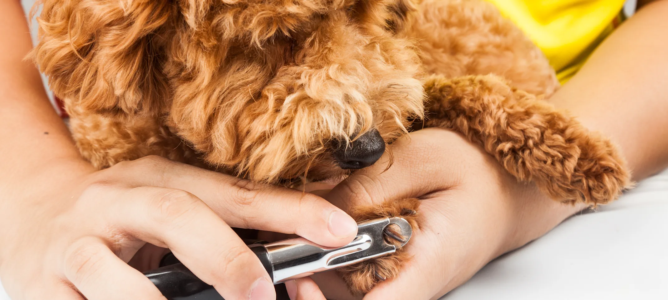 Dog getting nails trimmed for promotion Dog getting nails trimmed for promotion