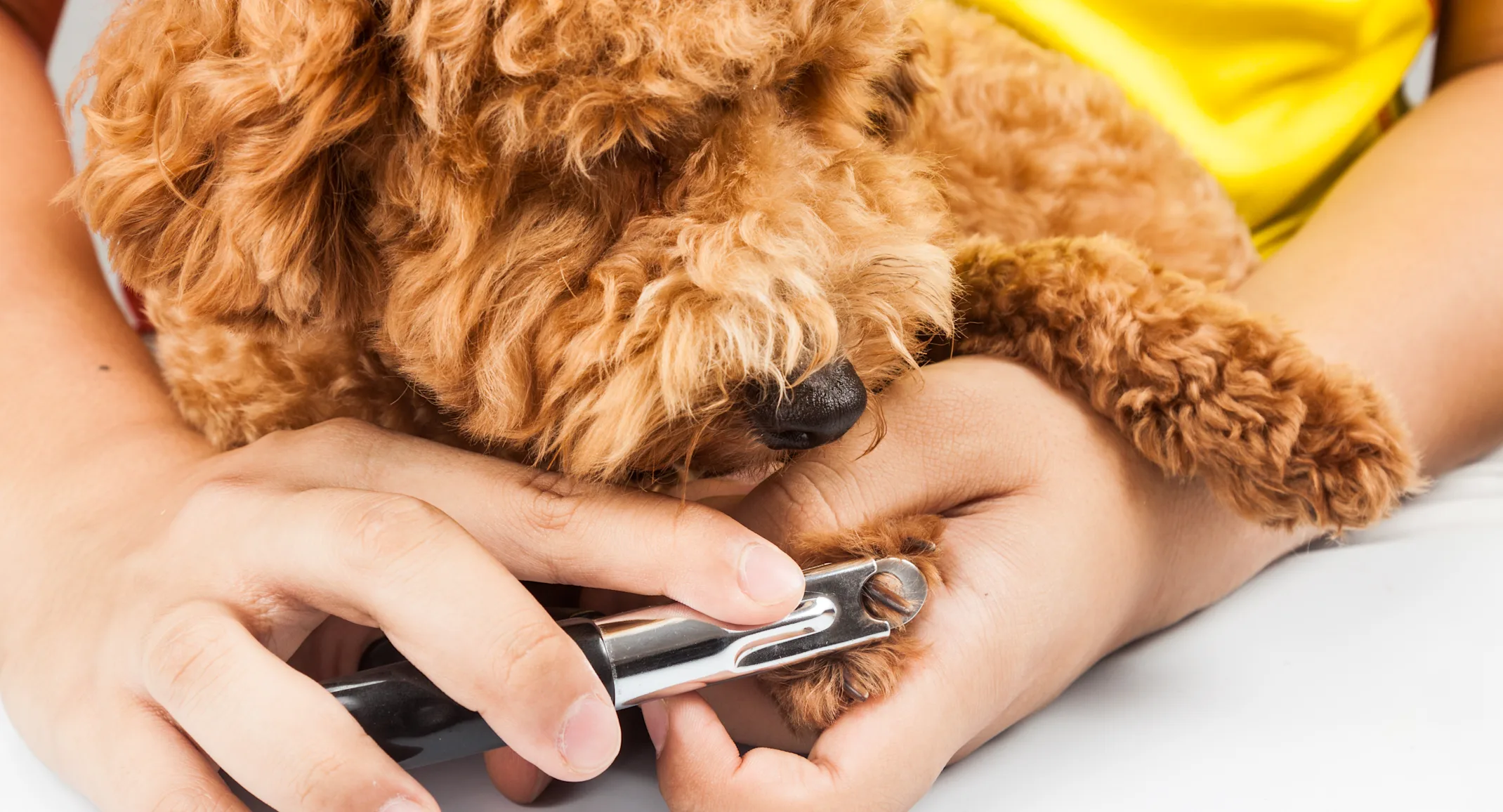 Dog getting nails trimmed for promotion Dog getting nails trimmed for promotion